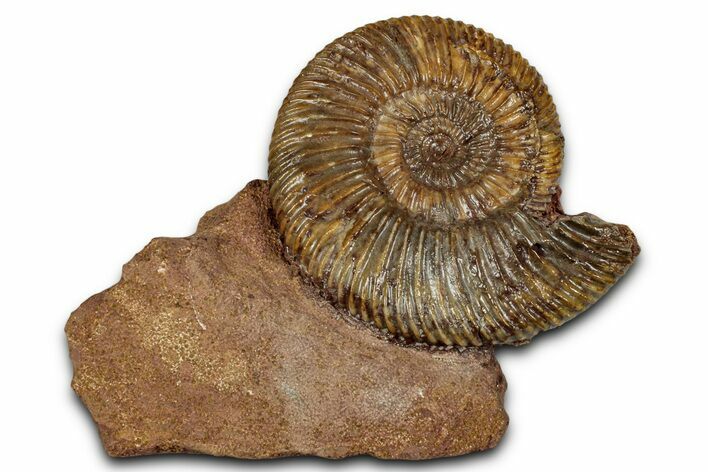 Jurassic Ammonite (Parkinsonia) Fossil - Sengenthal, Germany #357378